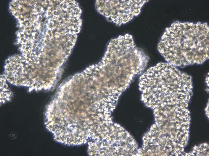 C8166 Cell Complete Medium - small - 5