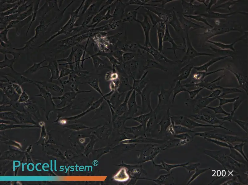 HS-27A Cell Complete Medium - 4