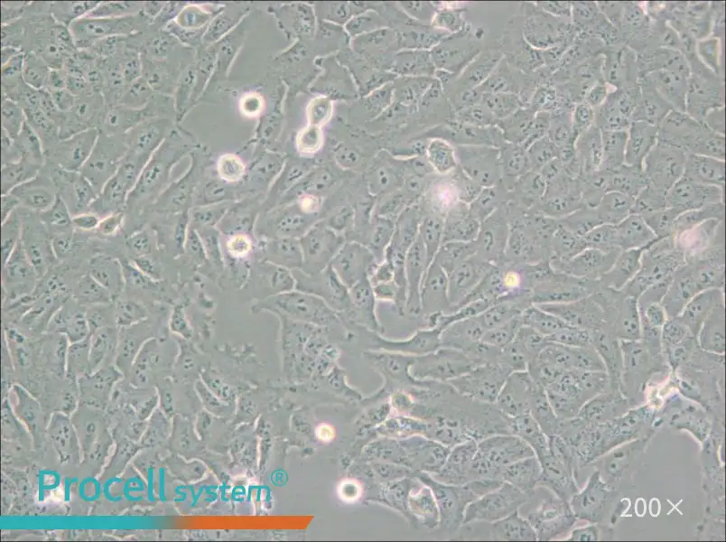 KHOS-240S Cell Complete Medium - 4