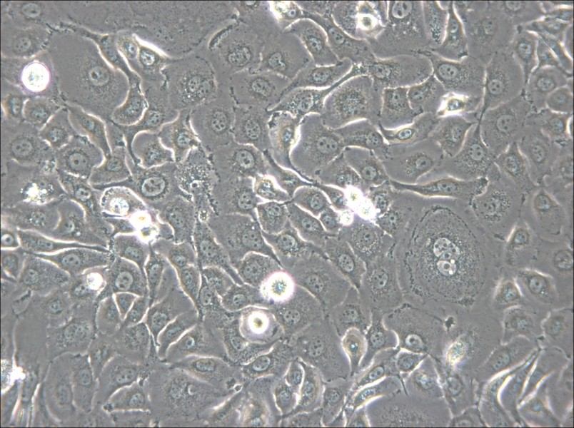 HSC-2 Cell Complete Medium - small - 4