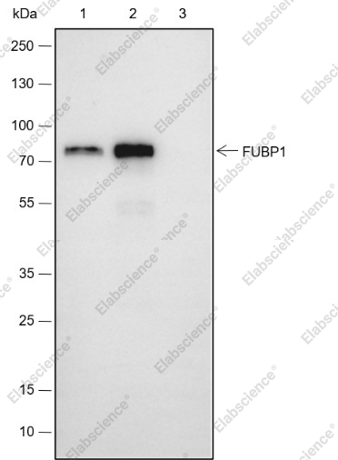 Recombinant FUBP1 Monoclonal Antibody - 10