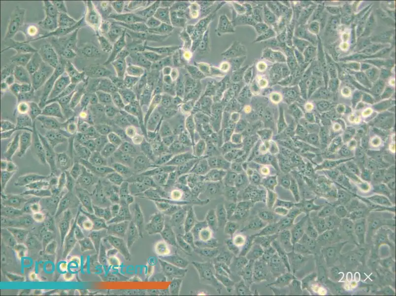 NCI-H157 Cell Complete Medium - 5
