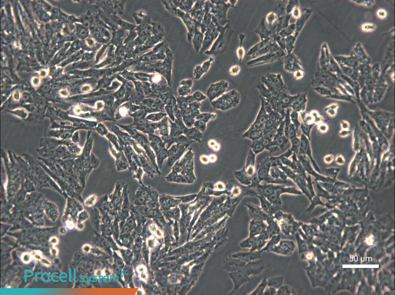 Y1 [Y-1] Cell Complete Medium - small - 6