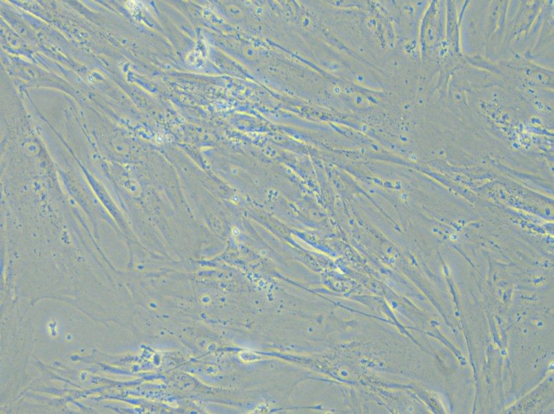 WI-38 Cell Complete Medium - 5