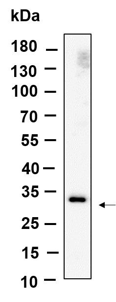 Recombinant Nogo B receptor Monoclonal Antibody-searchlist-1