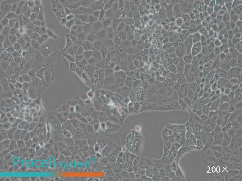MKN74 Cell Complete Medium - 4
