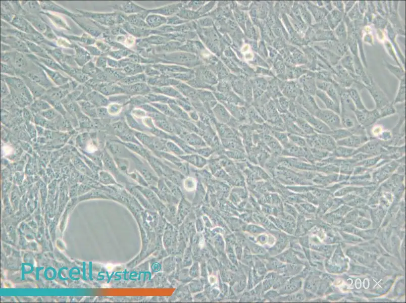 HT22 Cell Complete Medium - small - 4