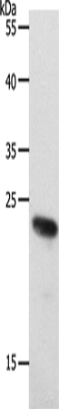 Western Blot analysis of 231 cell using RAMP2 Polyclonal Antibody at dilution of 1:650