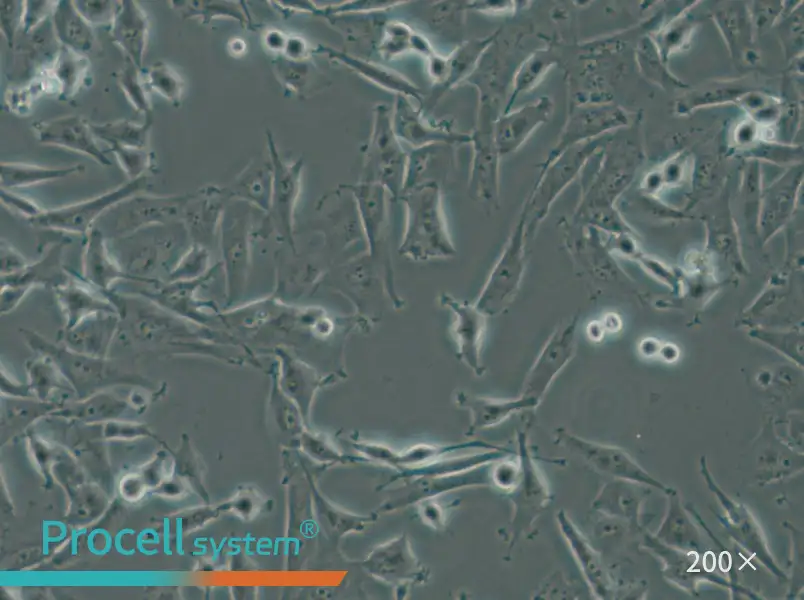 SF-295 Cell Complete Medium - 5