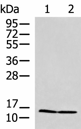 Western blot analysis of HepG2 and Jurkat cell lysates  using PAM16 Polyclonal Antibody at dilution of 1:700