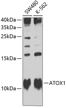 Western blot analysis of extracts of various cell lines using ATOX1 Polyclonal Antibody at 1:1000 dilution.