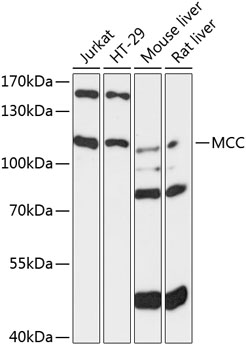 Western blot analysis of extracts of various cell lines using MCC Polyclonal Antibody at 1:3000 dilution.