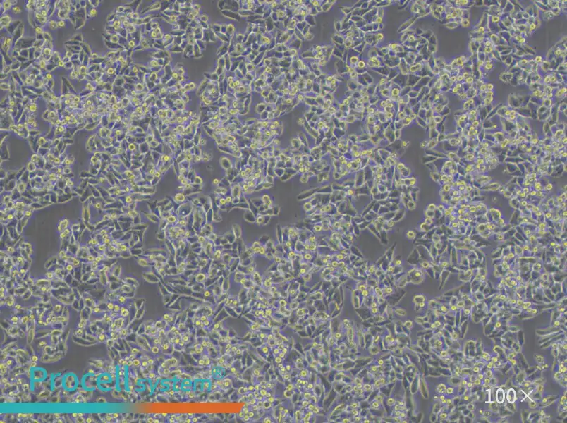 C99 Cell Complete MediumC99 Cell Complete Medium - 2