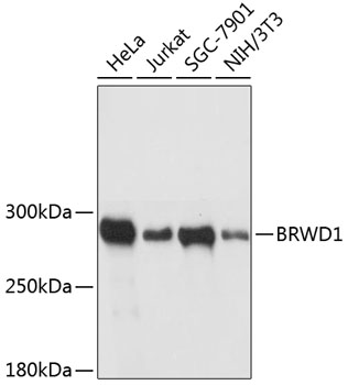 Western blot analysis of extracts of various cell lines using BRWD1 Polyclonal Antibody at dilution of 1:3000.