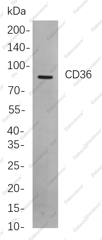 Recombinant CD36 Monoclonal Antibody - 1