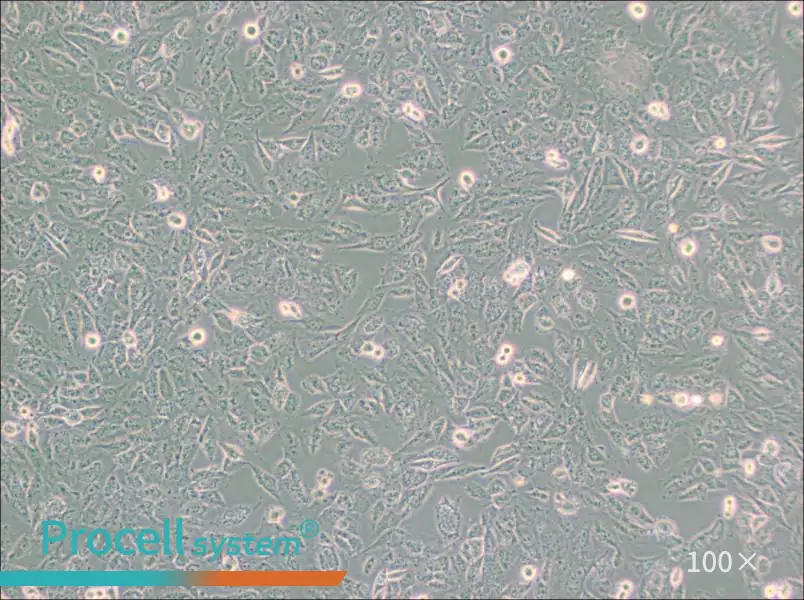 C643 Cell Complete Medium - 3