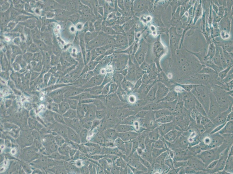 SW1271 Cell Complete Medium - small - 5