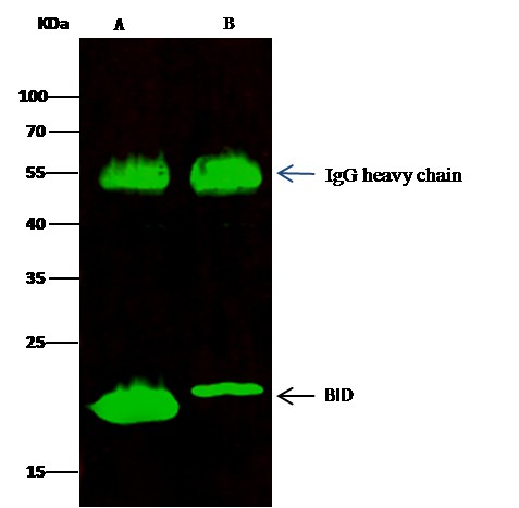 Recombinant BID Monoclonal Antibody - small - 1