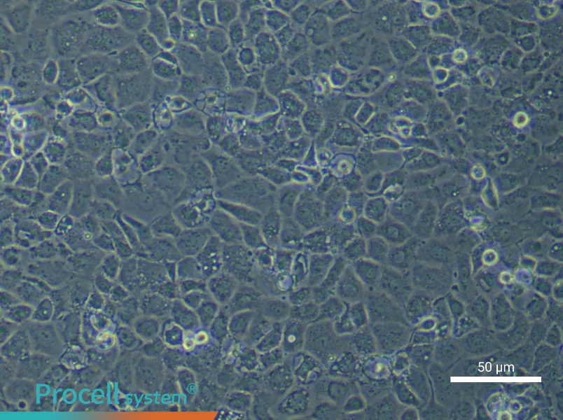 Mouse Endometrial Epithelial Cell Complete Medium - 5