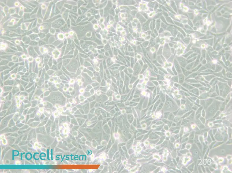 CHO/dhFr- [CHO-DXB11] Cell Complete Medium - small - 6