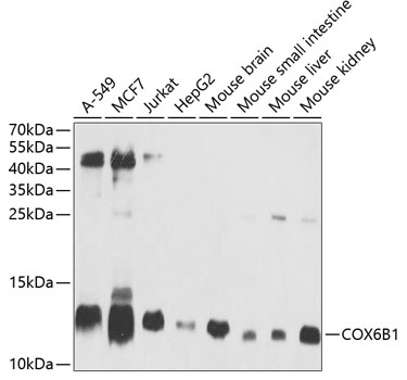 Western blot analysis of extracts of various cell lines using COX6B1 Polyclonal Antibody at 1:1000 dilution.