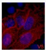 Immunofluorescence analysis of 293 cells transfected with a V5 tag protein tissue using V5-Tag Monoclonal Antibody at dilution of 1:2000.