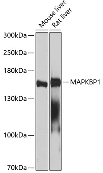 Western blot analysis of extracts of various cell lines using MAPKBP1 Polyclonal Antibody at 1:1000 dilution.