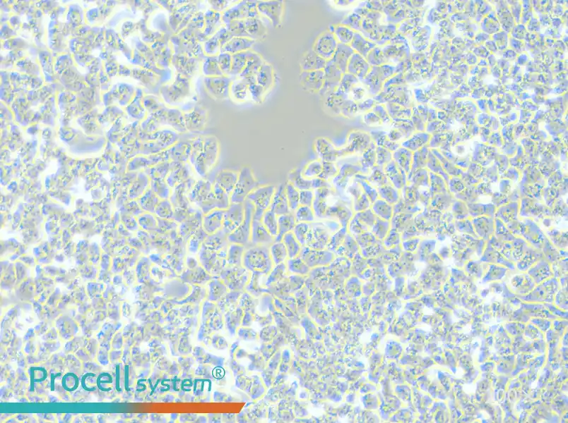 T-47D Cell Complete Medium - small - 5