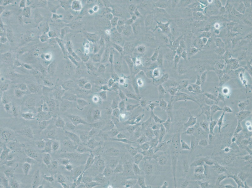 HMEC-1 Cell Complete Medium - 5
