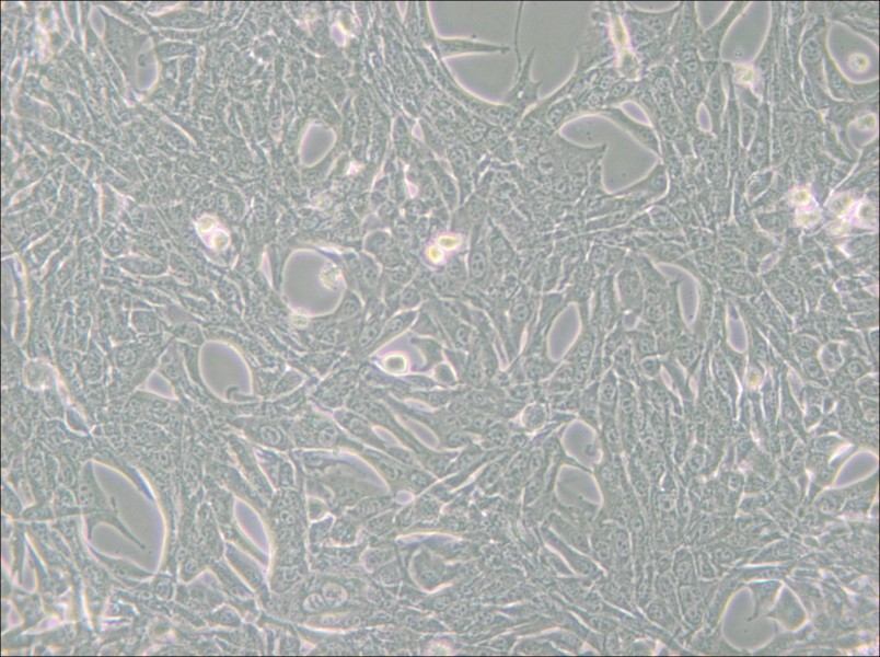 Panc02 Cell Complete Medium - 6