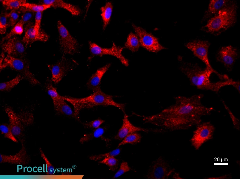 Rat Chondrocyte Complete Medium - 2