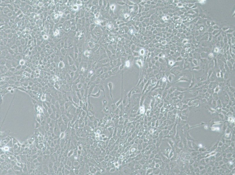 UM-SCC-1 Cell Complete Medium-searchlist-1