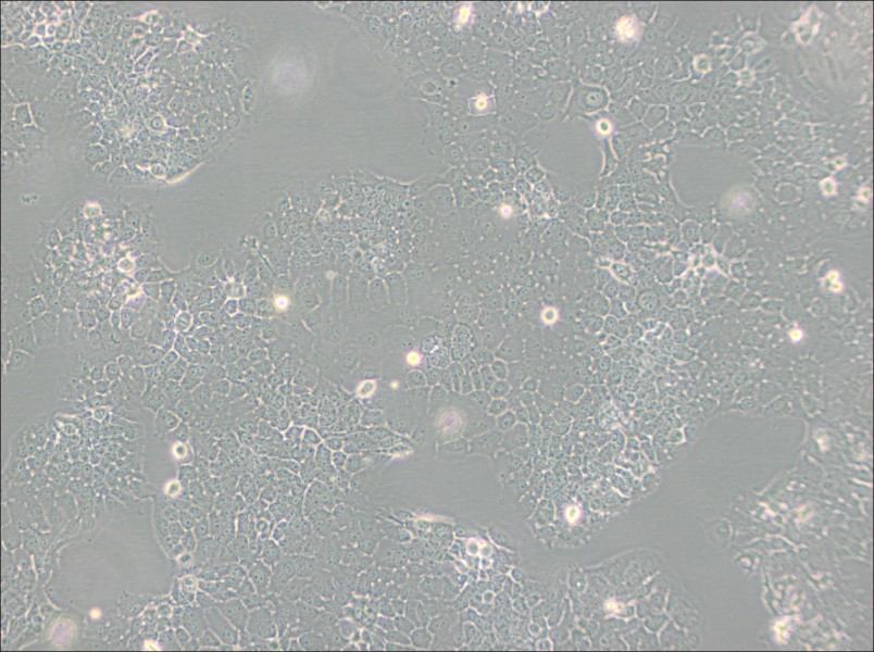 FaDu Cell Complete Medium-searchlist-1