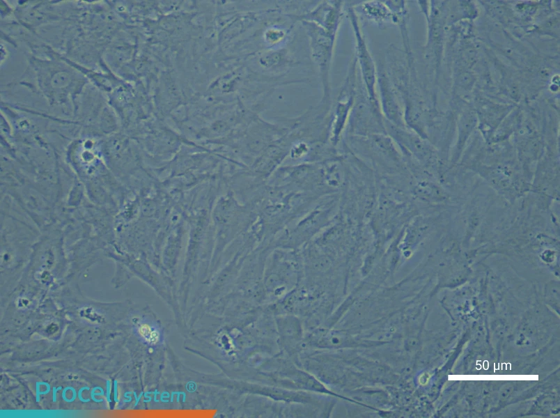 Mouse Brain Microvascular Pericytes - 4
