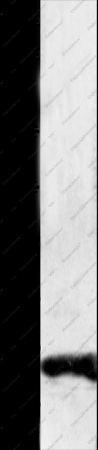 Claudin 1 Polyclonal Antibody - 1