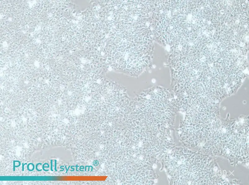 H1 Cell Complete MediumH1 Cell Complete Medium - 3