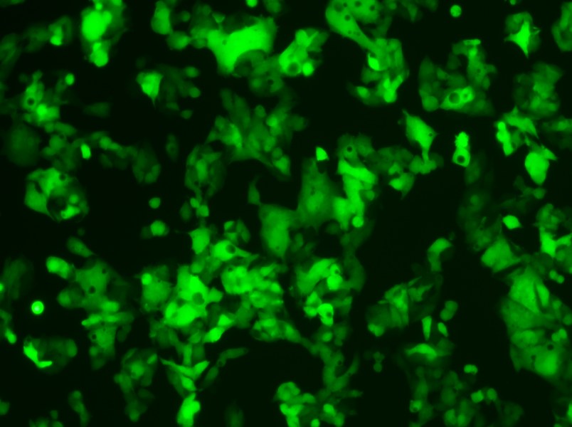 HeP G2-LUC-EGFP Cell Complete Medium-searchlist-1