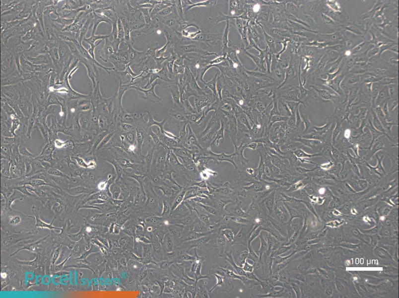 OK Cell Complete Medium - 3