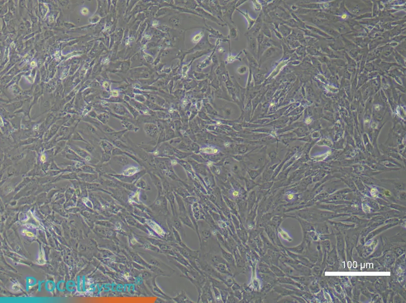 Mouse Intestinal Smooth Muscle Cell Complete Medium - 3
