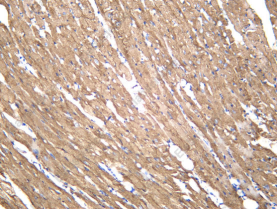 Recombinant Caveolin-3 Monoclonal Antibody - 3