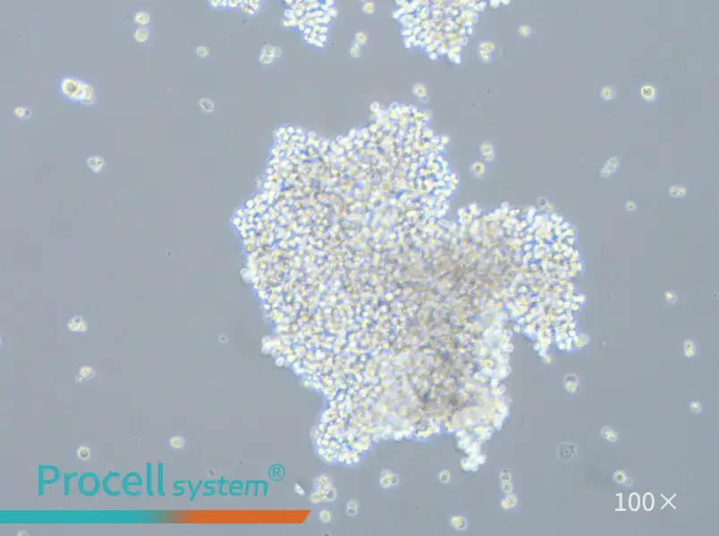 SHP-77 Cell Complete Medium - 1