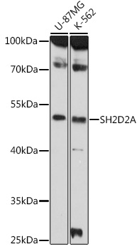 Western blot analysis of extracts of various cell lines using SH2D2A Polyclonal Antibody at 1:1000 dilution.