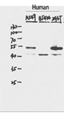 Western Blot analysis of HepG2 cells using p53 Polyclonal Antibody at dilution of 1:1000.