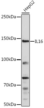 Western blot analysis of extracts of HepG2 cells using IL16 Polyclonal Antibody at 1:1000 dilution.