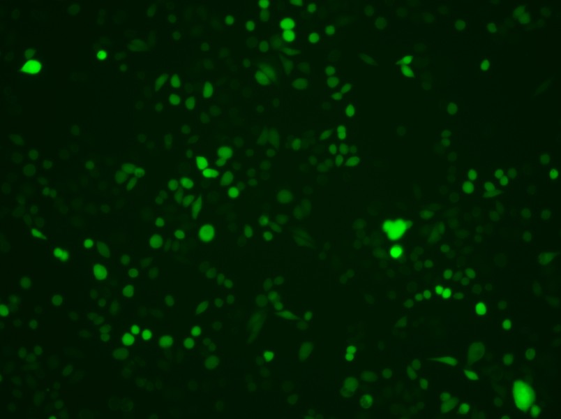 AGS-LUC-EGFP Cell Complete Medium-searchlist-1