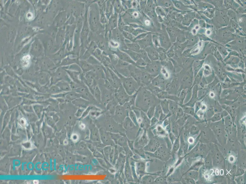 SW1271 Cell Complete Medium - 4
