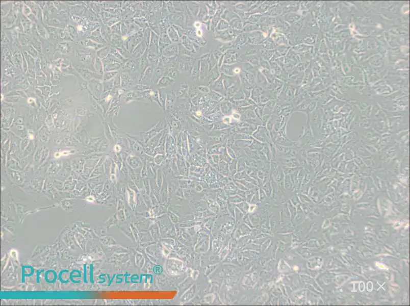 769-P Cell Complete Medium - 2