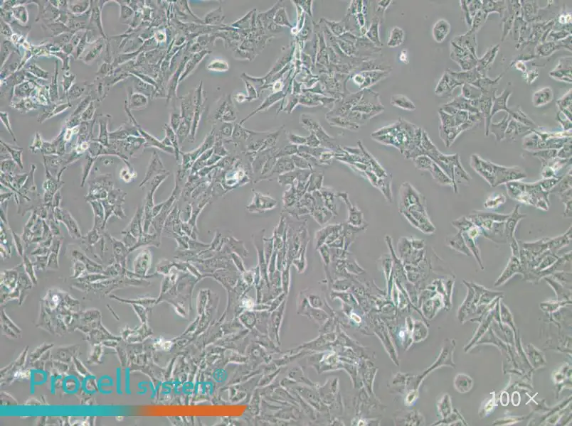BALB/3T3 clone A31 Cell Complete MediumBALB/3T3 clone A31 Cell Complete Medium - 2