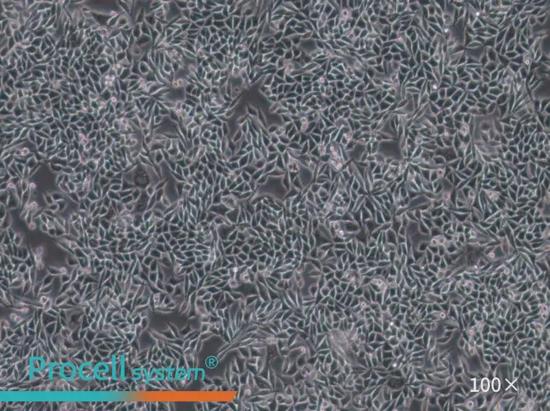 L-WRN Cell Complete Medium - 1