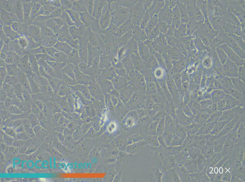 143B Cell Complete Medium - small - 5